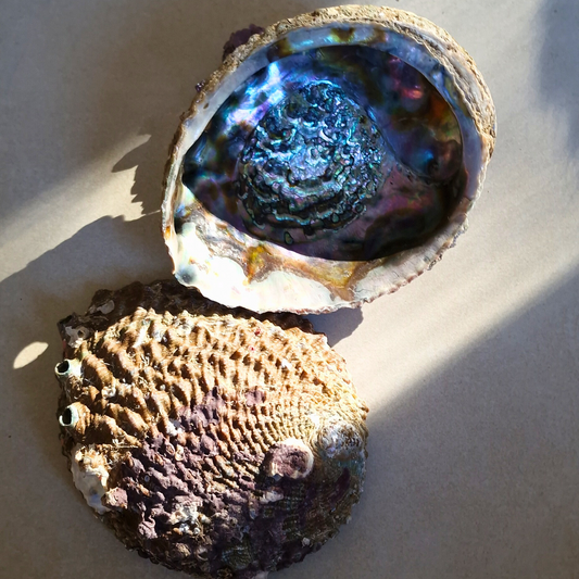 Abalone-Muschel