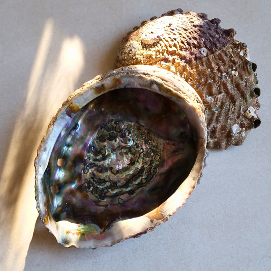 Abalone-Muschel